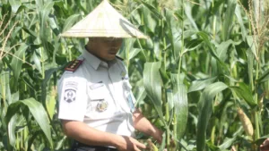 Lapas Takalar Panen Jagung Hasil Produktif Warga Binaan Kalapas Takalar Andi Gunawan saat meninjau langsung kualitas tanaman jagung siap panen di area lahan produktif Lapas Takalar