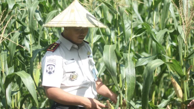 Kalapas Takalar Andi Gunawan saat meninjau langsung kualitas tanaman jagung siap panen di area lahan produktif Lapas Takalar