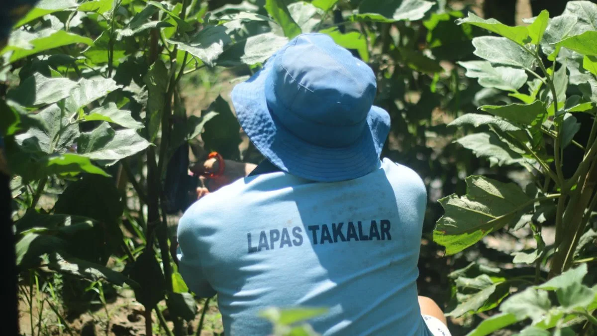 Seorang warga binaan Lapas Kelas IIB Takalar mengenakan baju biru dan topi jaring sedang memetik sayur terong segar di area perkebunan asimilasi
