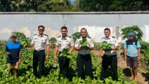 Dukung Ketahanan Pangan, Lapas Takalar Sukses Panen 50 Kg Pakcoy