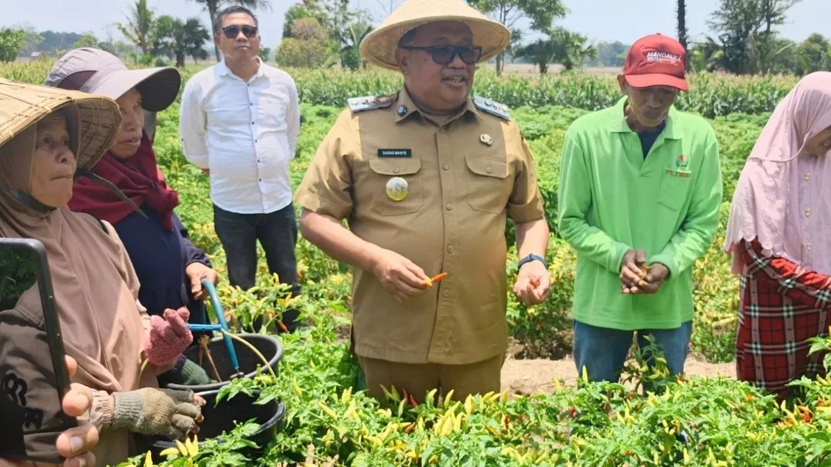 Panen Cabai di Moncongkomba, Bupati Takalar Sebut Harga Rp50 Ribu Perkilogram Panen Cabai di Moncongkomba, Bupati Takalar Sebut Harga Rp50 Ribu Perkilogram