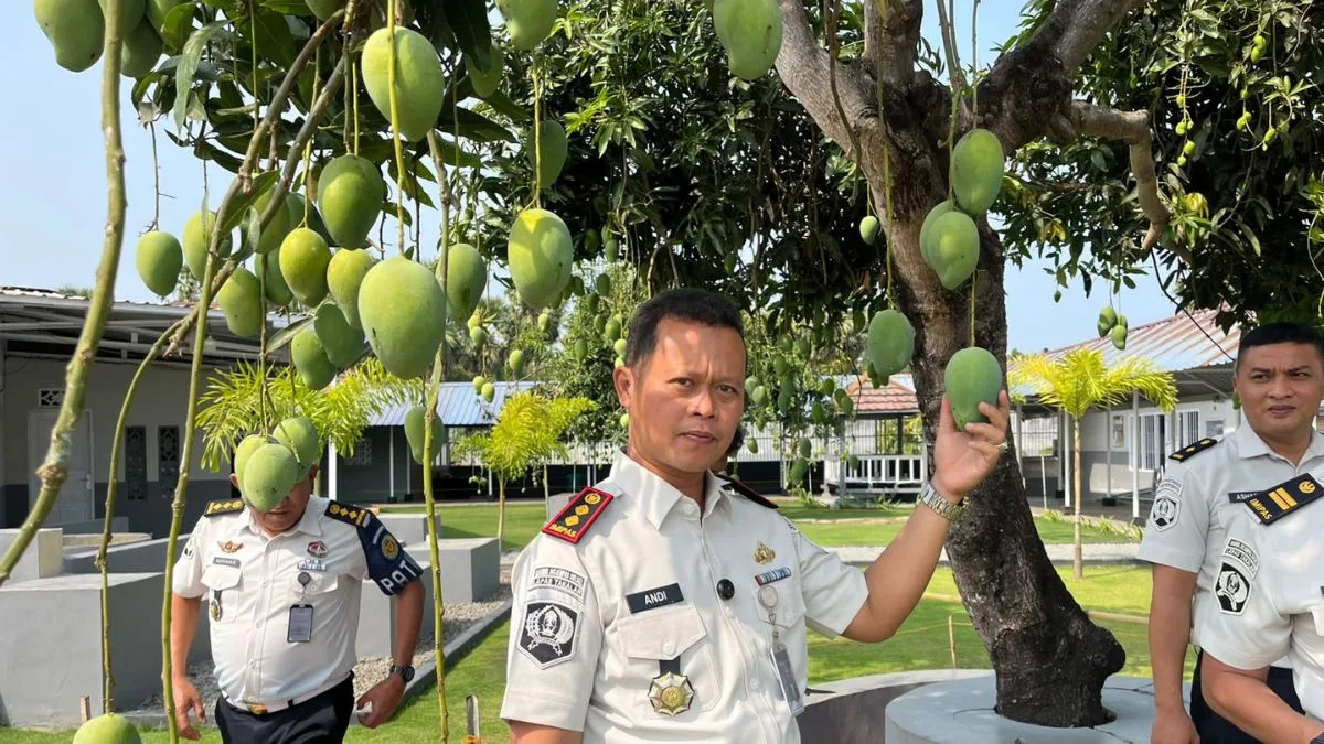 Manfaatkan Lahan Kebun, Lapas Takalar Panen Ratusan Mangga Segar untuk Petugas dan Warga Binaan
