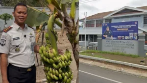 Manfaatkan Lahan Produktif, Lapas Takalar Sukses Panen Pisang dan 30 Kg Singkong Manfaatkan Lahan Produktif, Lapas Takalar Sukses Panen Pisang dan 30 Kg Singkong